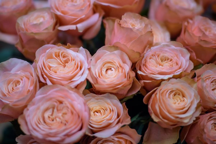 Kwitnące pergole i barwne rabaty – inspiracje z różami w roli głównej