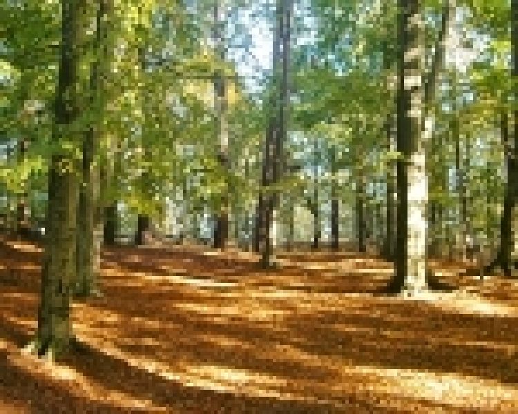 Prawo szlaku – nowa instytucja prawa cywilnego