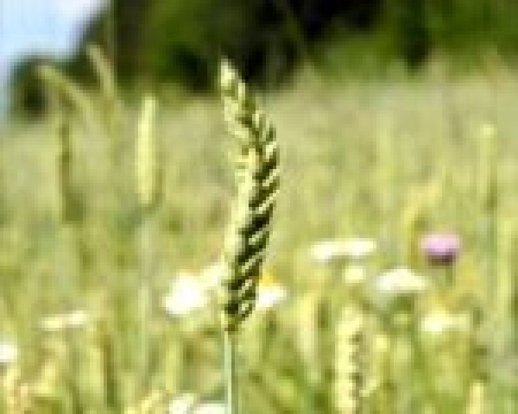 Scalanie i wymiana gruntów