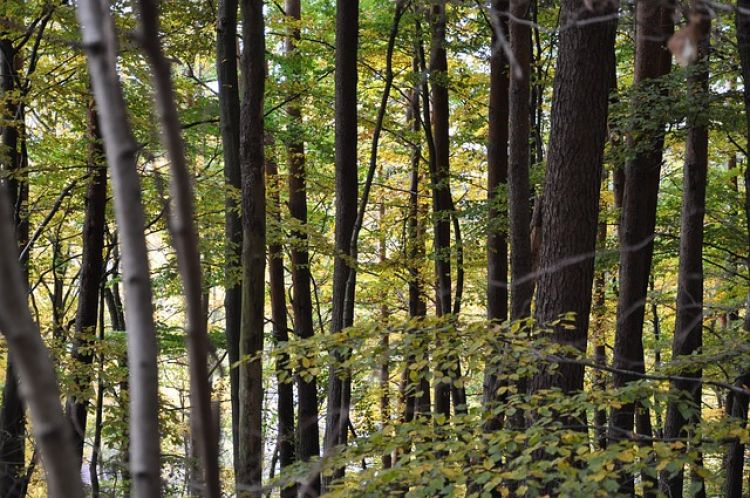 Największą popularnością w ostatnim roku cieszyły się działki leśne.