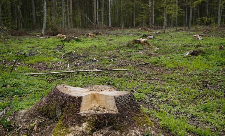 Spór o usuwanie drzew w Puszczy Białowieskiej