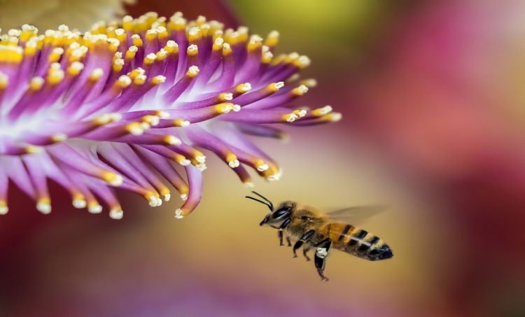 Gminy pomagają pszczołom