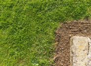 Sekrety zielonego trawnika: Jak wybrać idealną ziemię?