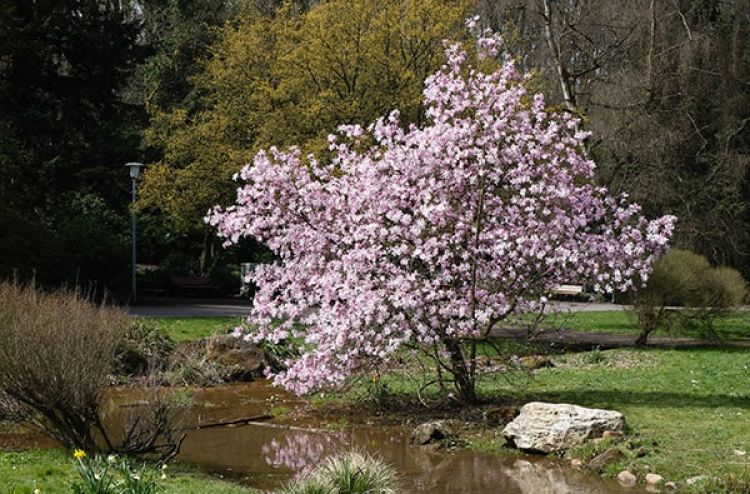 magnolia-drzewa-i-krzewy-z-zachwycajacymi-kwiatami
