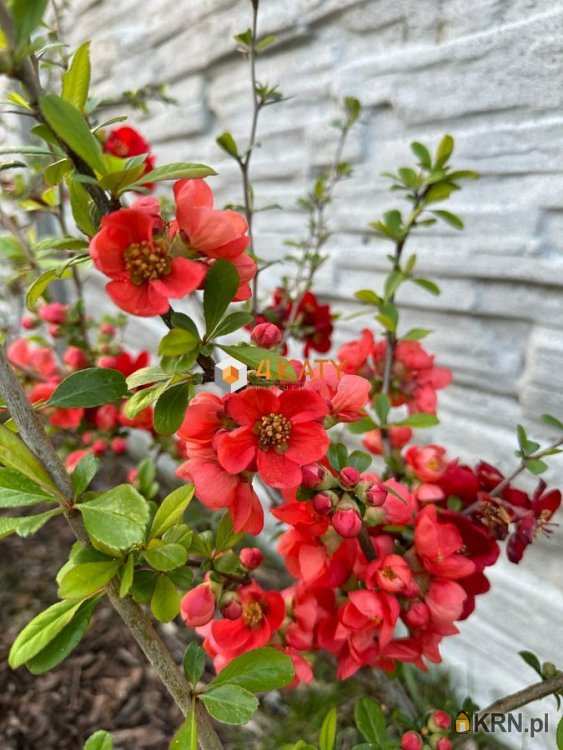 Dom  na sprzedaż, 5 pokojowe, Nowy Kisielin, ul. 