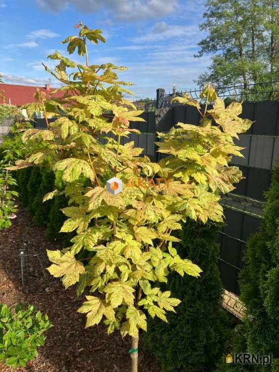 Nowy Kisielin, ul. , Dom  na sprzedaż, 5 pokojowe