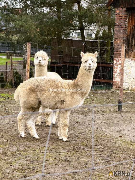 Dom  na sprzedaż, , Kłokoczyn, ul. 