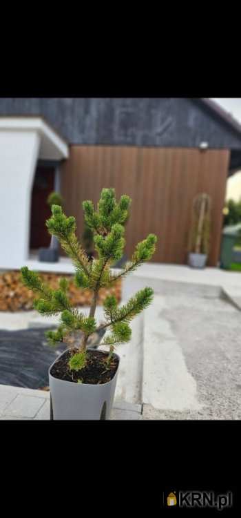 3 pokojowe, Dom  na sprzedaż, Zakopane, ul. 