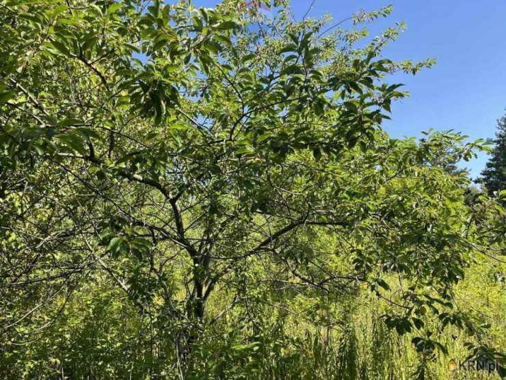 RE/MAX Polska, Działki  na sprzedaż, Łoś, ul. 