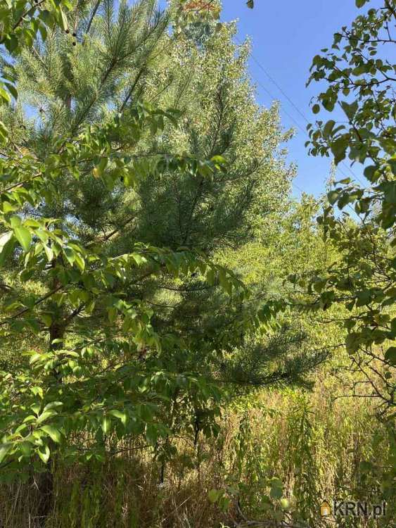 , Łoś, ul. , Działki  na sprzedaż