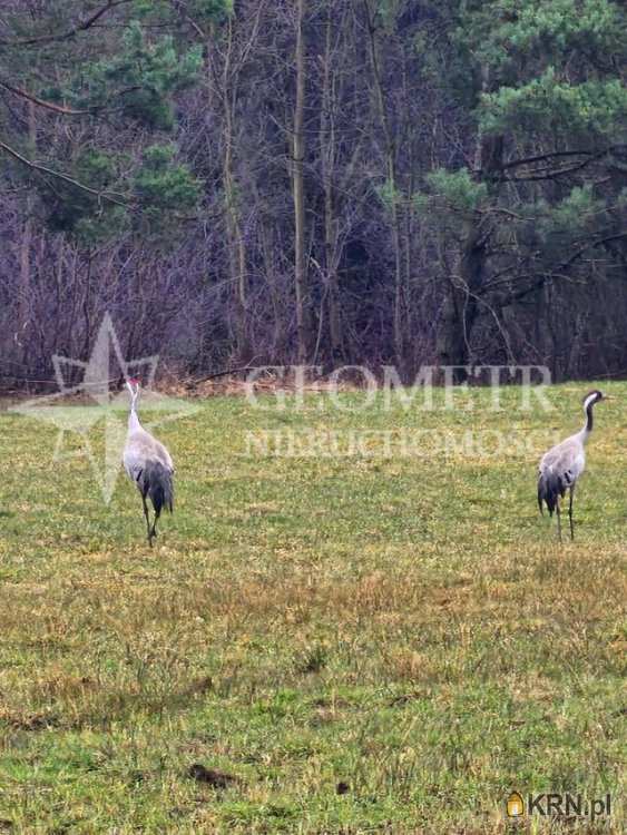 , Rynia, ul. Główna, Działki  na sprzedaż