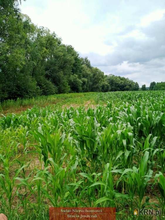 Dębina, ul. , Działki  na sprzedaż, 