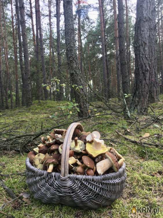Działki  na sprzedaż, Mariew, ul. , 