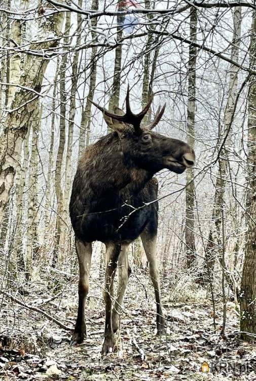 Mariew, ul. , Działki  na sprzedaż, 