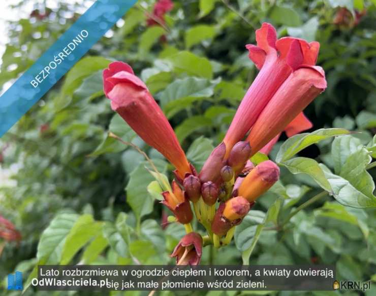 Działki  na sprzedaż, Ząbki, ul. , 