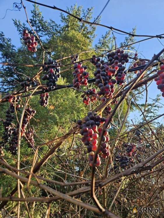 Działki  na sprzedaż, , Łódź, Bałuty, ul. 