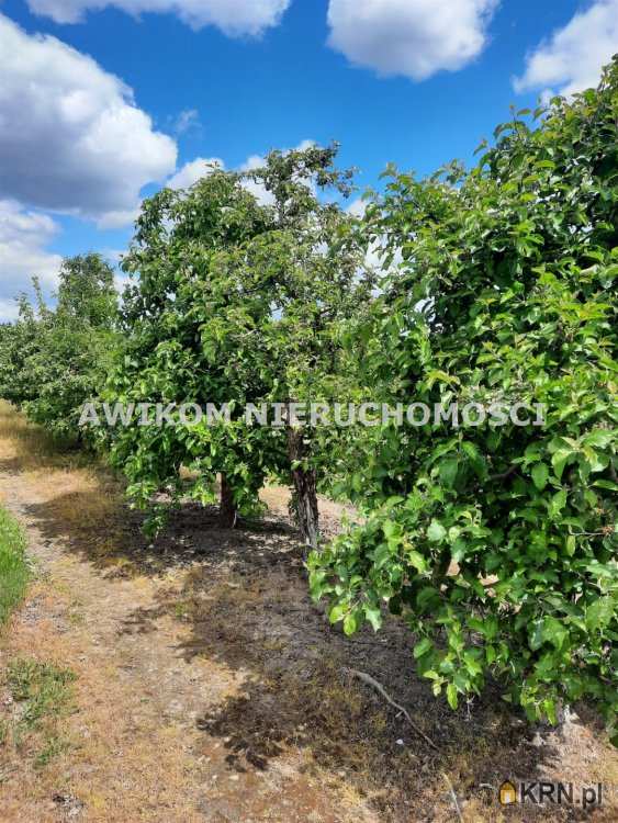 Kornelówka, ul. , Działki  na sprzedaż, 