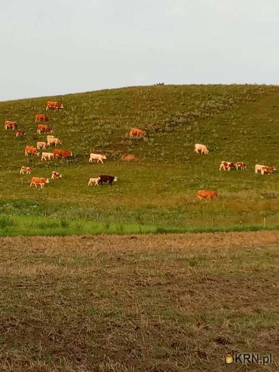 Działki  na sprzedaż, Fiałki, ul. , 