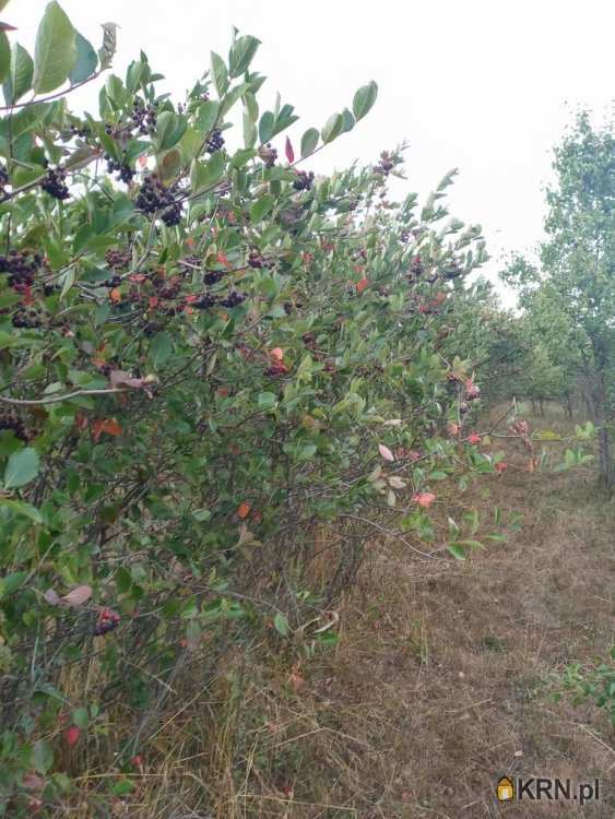 Fiałki, ul. , Działki  na sprzedaż, 