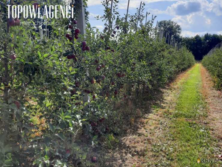 Działki  na sprzedaż, Miedzechów, ul. , 