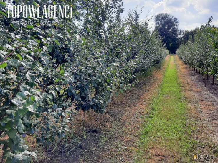 Działki  na sprzedaż, , Miedzechów, ul. 