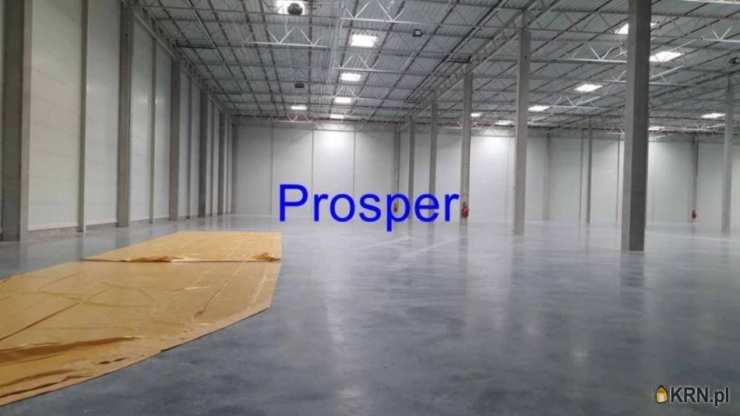 Zabrze, ul. , Lokal użytkowy  do wynajęcia, 