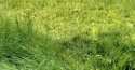 Lokal użytkowy na sprzedaż, Topolany