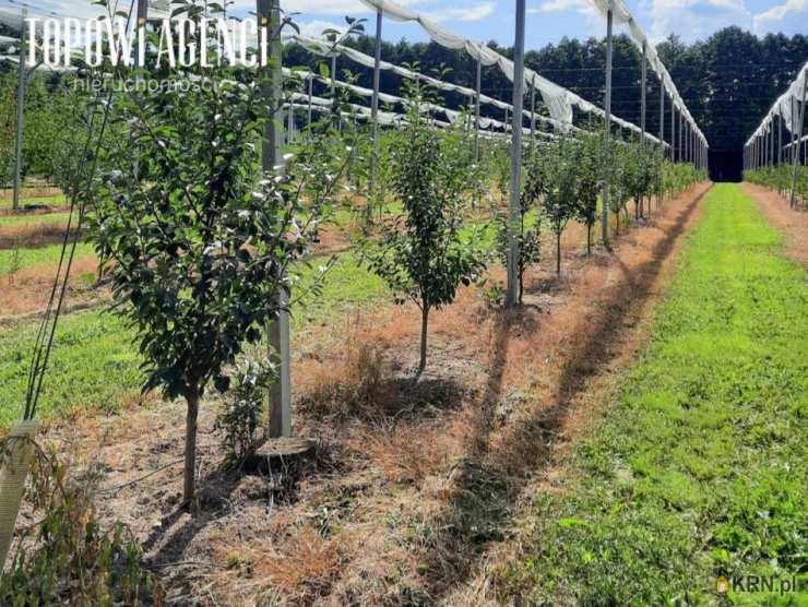 Topowi Agenci, Lokal użytkowy  na sprzedaż, Miedzechów, ul. 