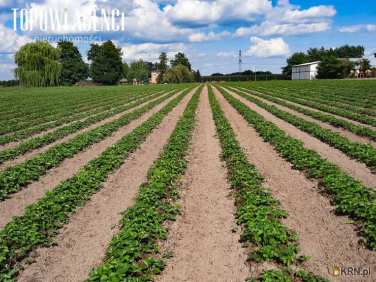 Lokal użytkowy  na sprzedaż, Miedzechów, ul. , 