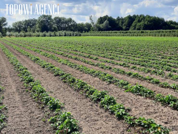 Lokal użytkowy  na sprzedaż, , Miedzechów, ul. 