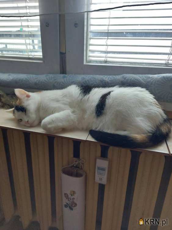 Siedlce, ul. , Mieszkanie  na sprzedaż, 2 pokojowe